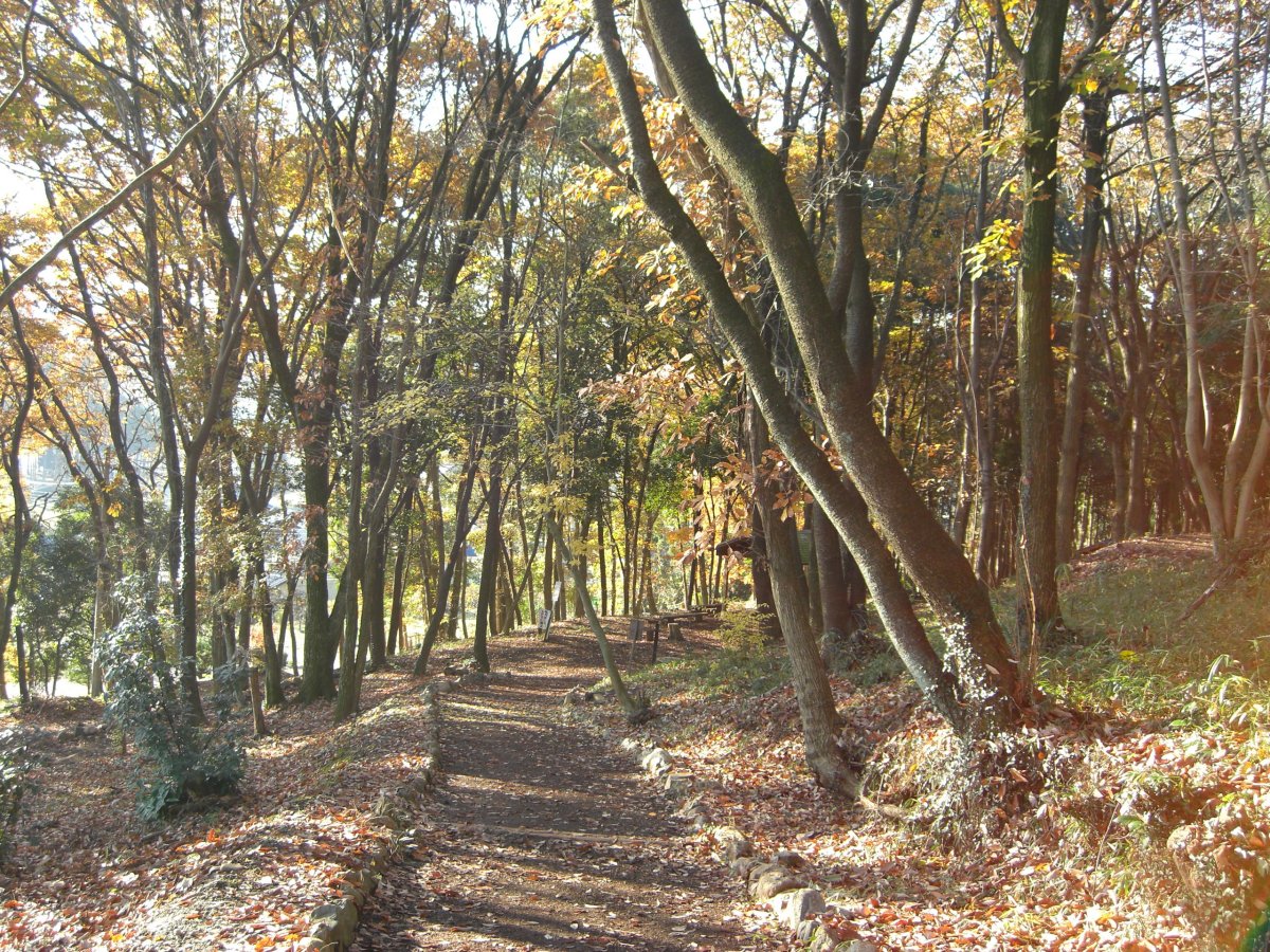 秋の日和田山の登山道