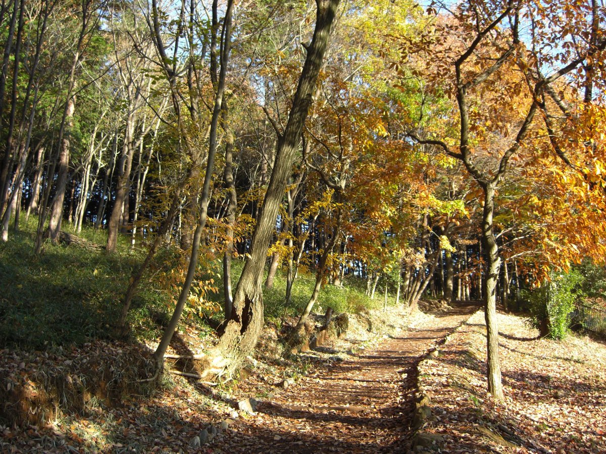 秋の日和田山の登山道