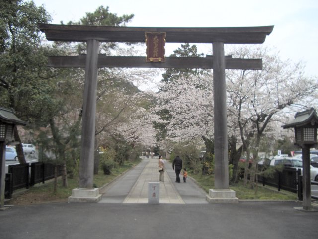 高麗神社の桜