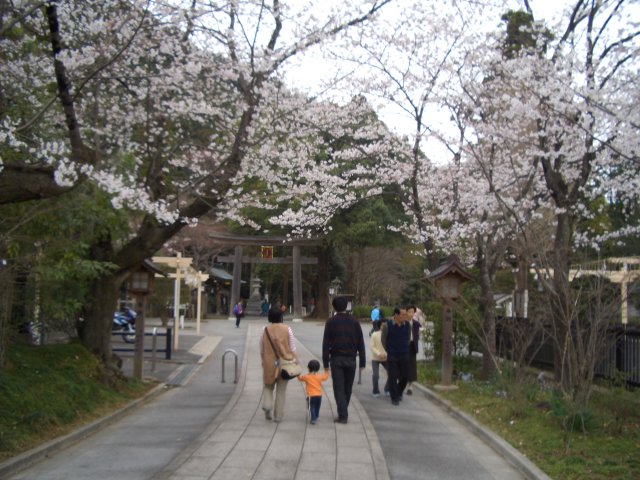 高麗神社の桜