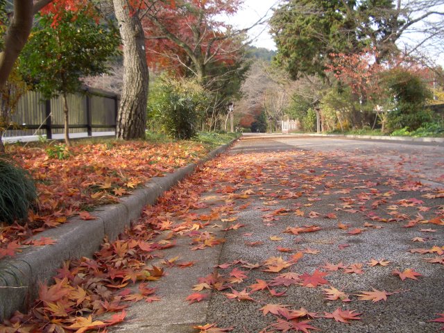 落ち葉の参道