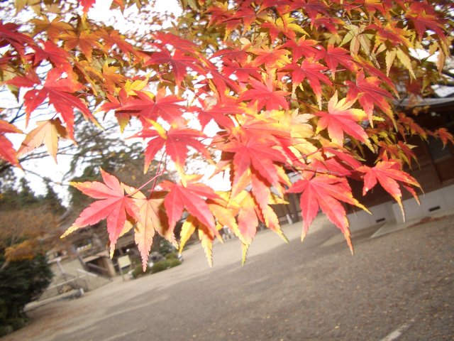 高麗神社の紅葉の紅葉