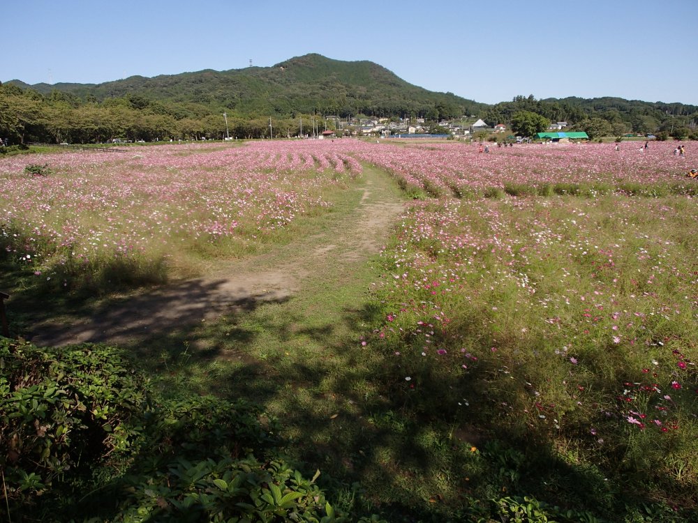 日和田山とコスモス畑