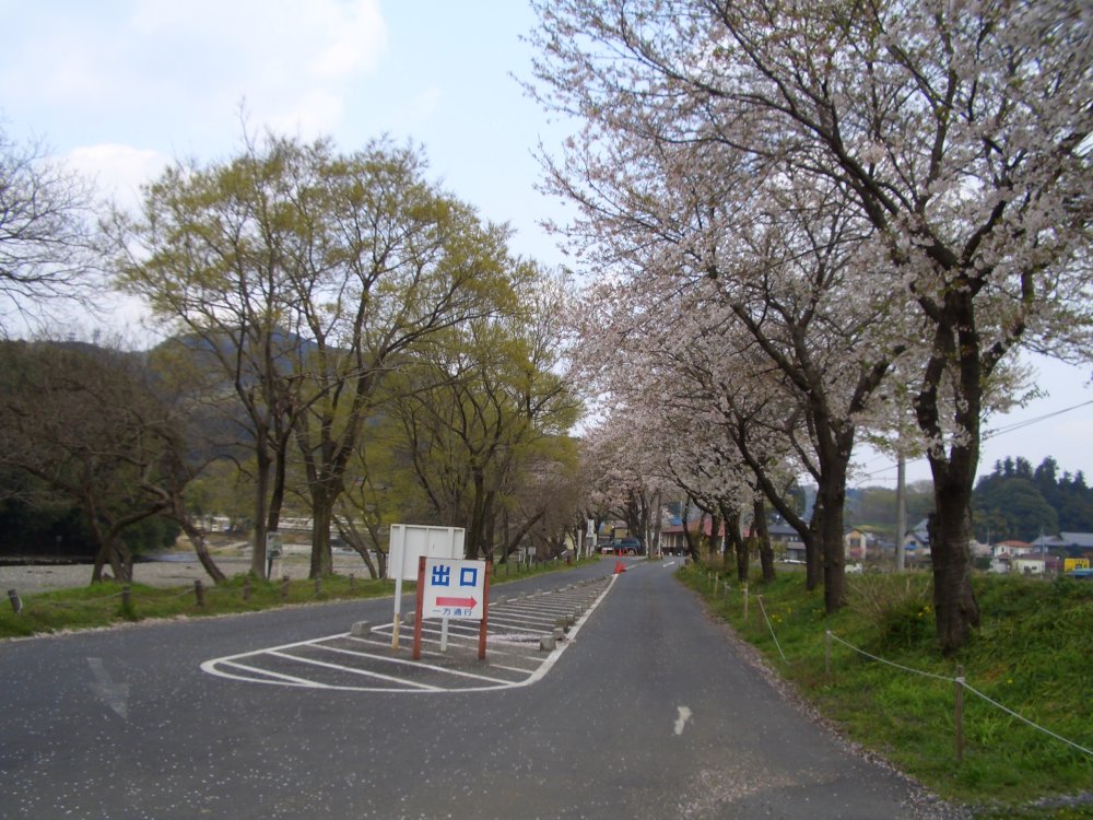 駐車場北の桜