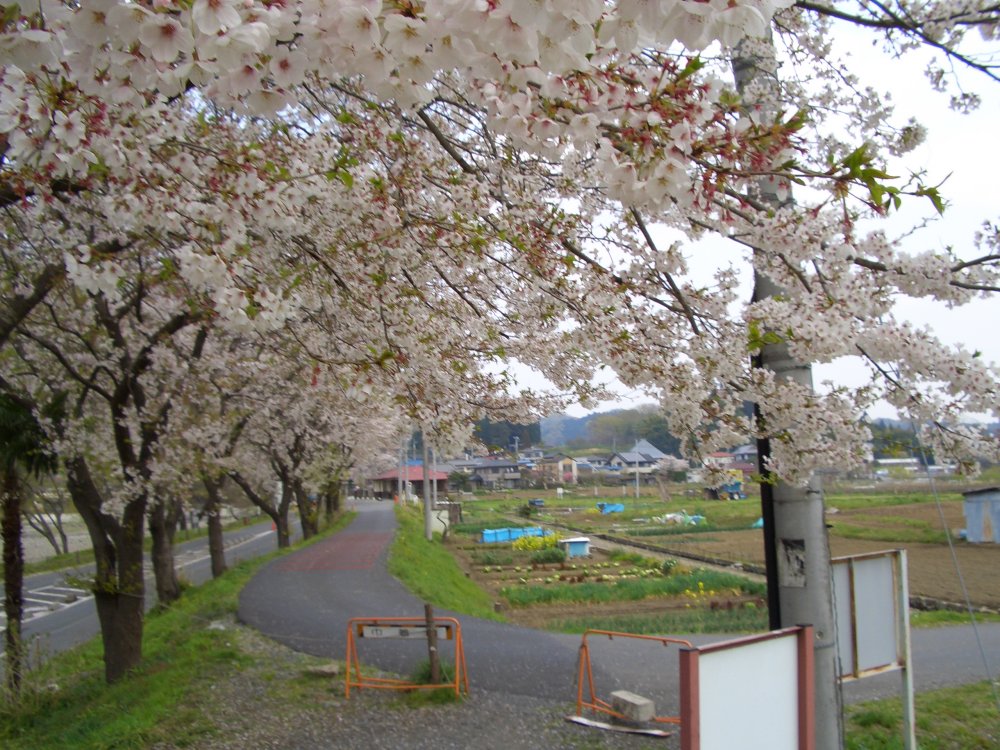 駐車場脇の桜