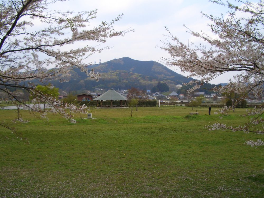 南広場の桜と日和田山