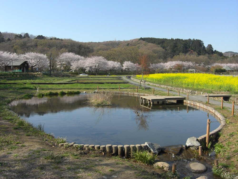 池と菜の花と桜