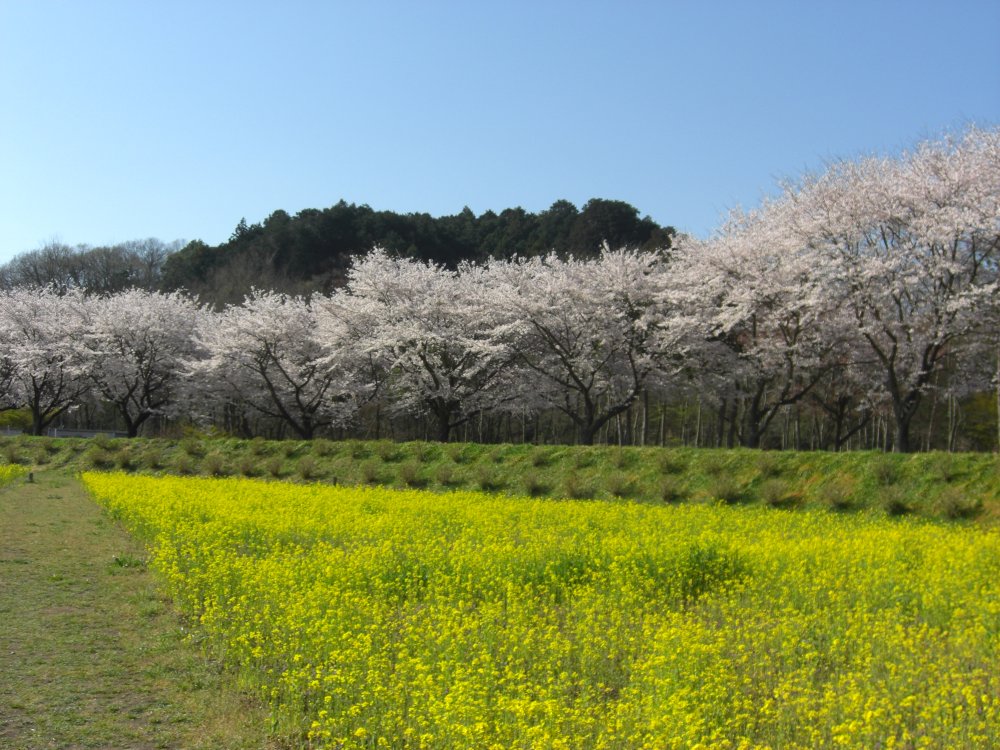 桜と菜の花