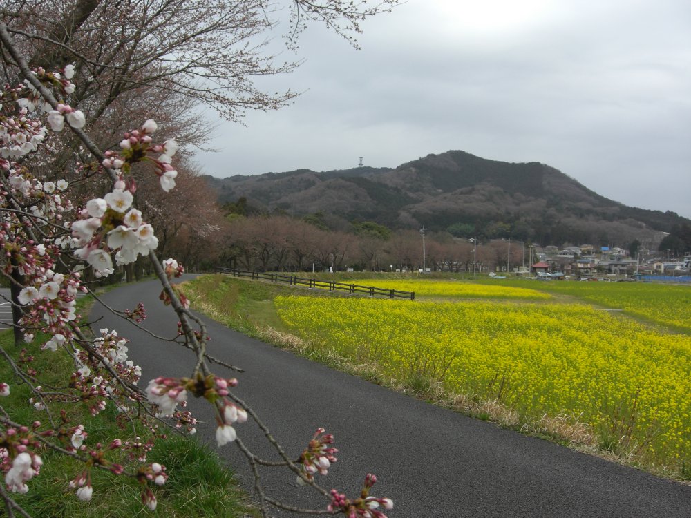 咲き始めの桜と菜の花