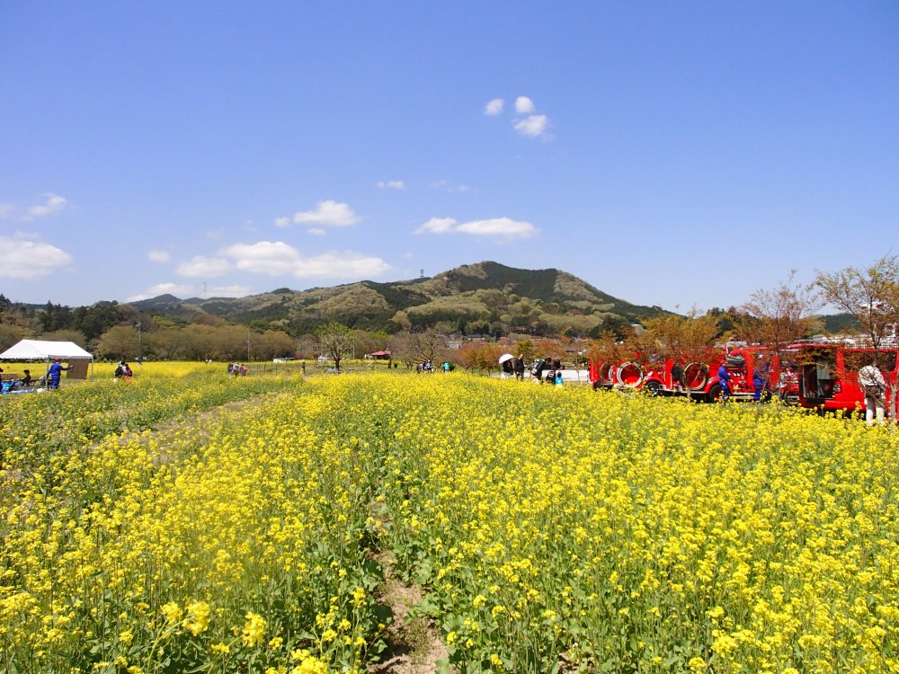 菜の花まつり主役