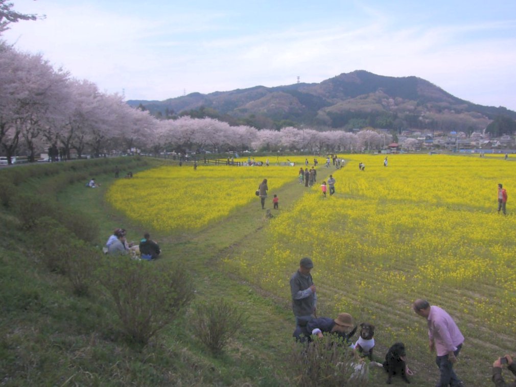 菜の花と遊ぶ