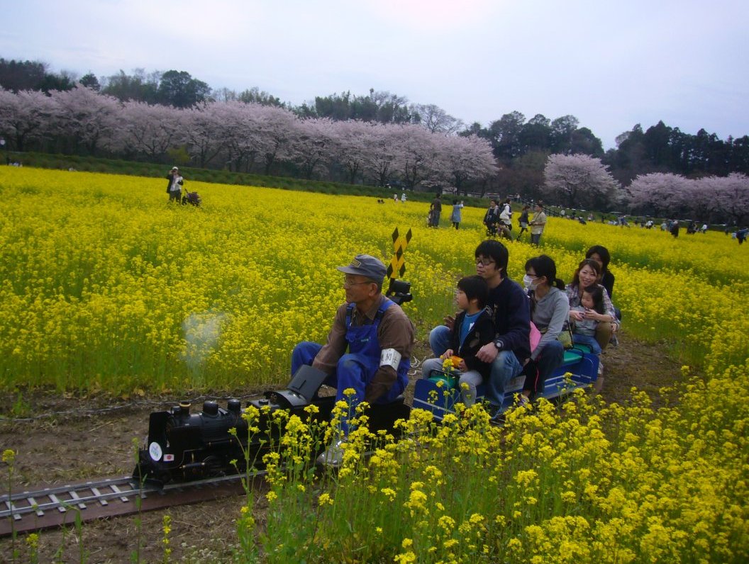 菜の花とミニSL