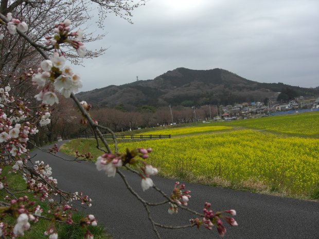 巾着田の菜の花