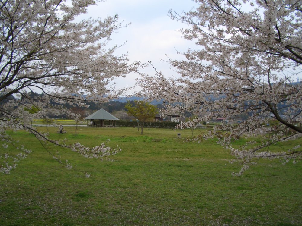 南広場の桜